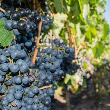 Vin en Biodynamie : Entre Tradition et Innovation